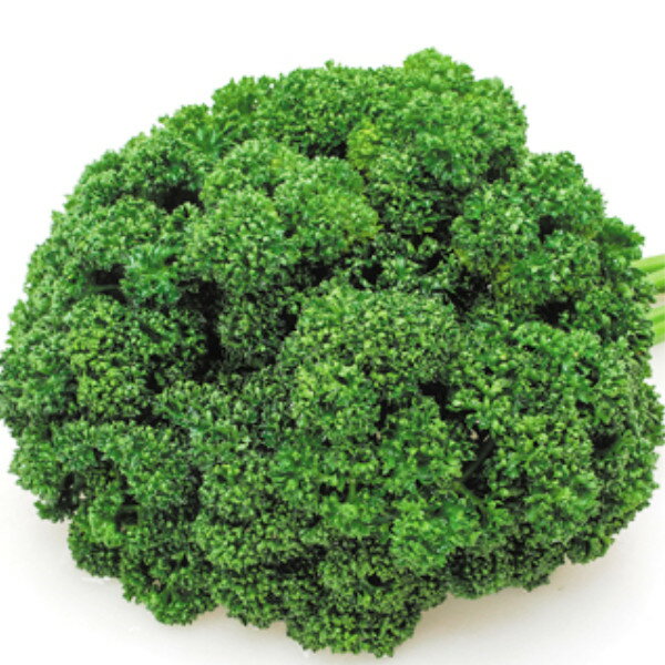 種【パセリ】グランド（20ml・2dl）【カネコ種苗】野菜　パセリ の種