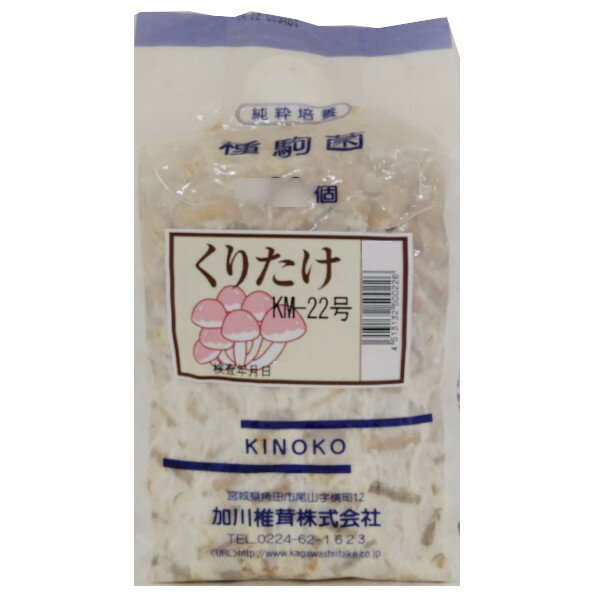 【きのこ種駒菌】加川 くりたけ菌 （100駒・250駒・500駒） 種菌