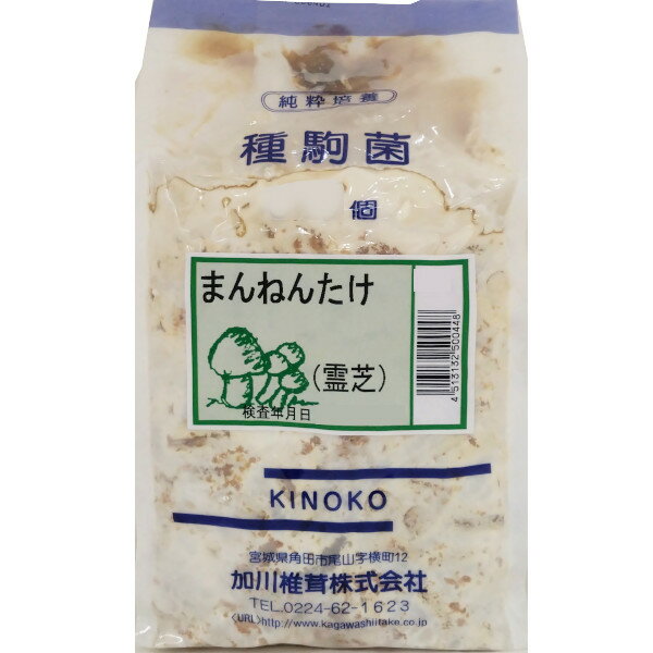 【きのこ種駒菌】加川 まんねんたけ菌（霊芝）（500駒） 種菌