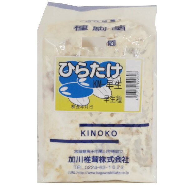 【きのこ種駒菌】加川 ひらたけ菌 KM-早生（100駒・250駒・500駒）＜早生種＞ 種菌