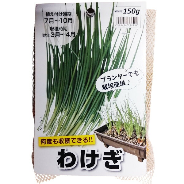 楽天市場】わけぎ 球根の通販