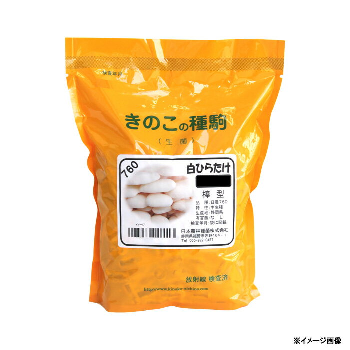 キノコのタネ　白ひらたけ菌 200駒　種駒　種菌