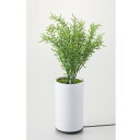 観葉植物型アロマ噴霧器 グリーンディフューザー B イシグロ 70091 アロマディフューザー aroma 加湿 【はこぽす対応商品】【コンビニ受取対応商品】(4)