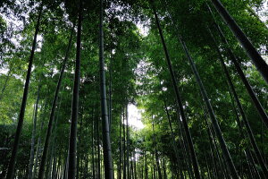 【贈答やご家庭用にも最適な銘品】京都香月庵がお届けする、産地直送、京都府産「四季のご飯詰合せ」春は京の筍ご飯、秋は京・丹波のしめじご飯、そして通年通して美味しいちらし寿司三拍子揃った京都・香月庵のご飯の素3種類5袋セット