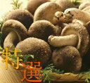 妙義 ナバファーム 椎茸 （しいたけ）1kg