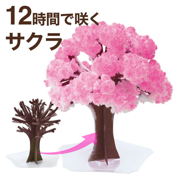 【メール便】マジック桜 Magic桜 12時間で咲く感動のサクラ マジック クリスマスツリーシリーズ おうち花見 室内屋内花見 インドア花見 エア花見 お花見グッズ 入学祝 卒業祝 合格祝 母の日 おもちゃ おとぎの国