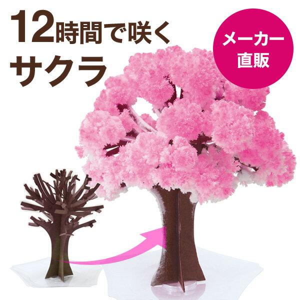 【メール便】マジック桜 Magic桜 12時