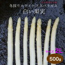 冬採りホワイトアスパラガス「白い果実」 2L-L 約500g （1本30-39g） 箱入 岩手県産 【送料込 産直品につき同梱不可、代引き不可】