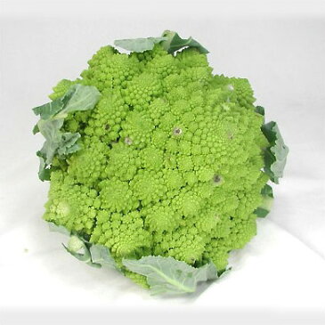 【】カーヴォロ・フィオーリ・ロマネスク(緑カリフラワー)約1Kg Kgあたり4,212円(税込)不定貫発送日限定(金曜日)