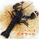 活オマール ヨーロッパ産 (蔵)約500~550g 1本 毎週金曜日入荷/発送