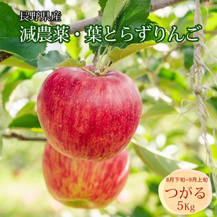 りんご 葉とらずりんご サンつがる 減農薬 5Kg 長野県産 北村農園 産地直送 8月下旬から9月初旬発送 葉取らずリンゴ 無袋 津軽 家庭用 【ゆうパックで配送】【配達日指定 不可】のサムネイル