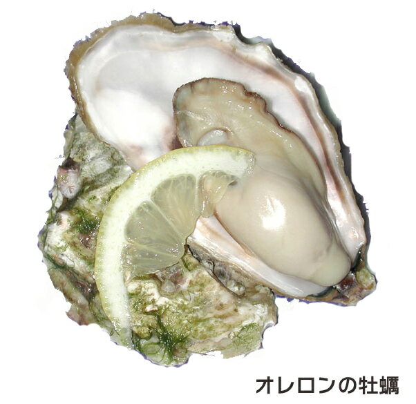 オレロン島の活牡蠣 白い真珠96ケ オイスター