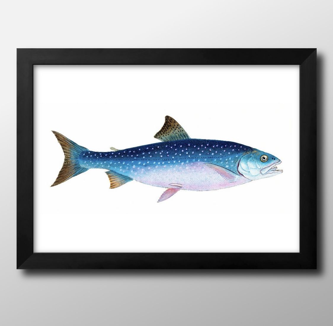 海洋生物 ビンテージイラスト A3 サイズ ポスター アート おしゃれ 絵画 インテリア 北欧 イラスト マット紙 艶消し アートパネル 額 フレーム デザイン...