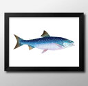海洋生物 ビンテージイラスト A3 サイズ ポスター アート おしゃれ 絵画 インテリア 北欧 イラスト マット紙 艶消し アートパネル 額 フレーム デザイン...