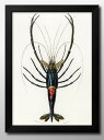 海洋生物 ビンテージイラスト A3 サイズ ポスター アート おしゃれ 絵画 インテリア 北欧 イラスト マット紙 艶消し アートパネル 額 フレーム デザイン...