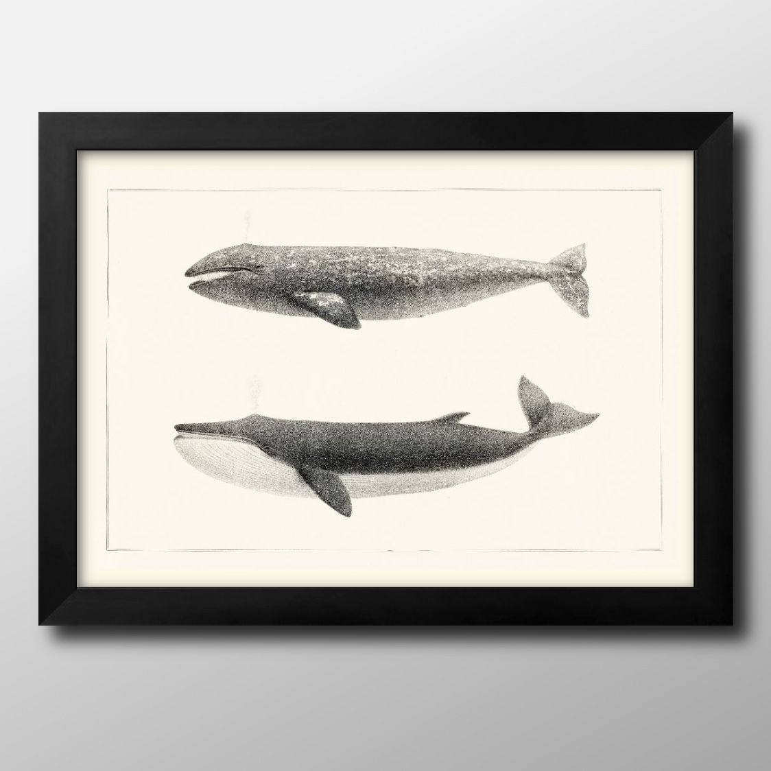 ʪ ӥơ饹 A3  ݥ    ƥꥢ ̲ 饹 ޥåȻ ä ȥѥͥ  ե졼 ǥ...