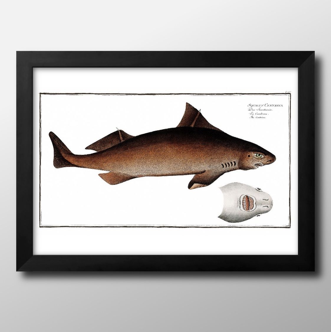海洋生物 ビンテージイラスト A3 サイズ ポスター アート おしゃれ 絵画 インテリア 北欧 イラスト マット紙 艶消し アートパネル 額 フレーム デザイン...