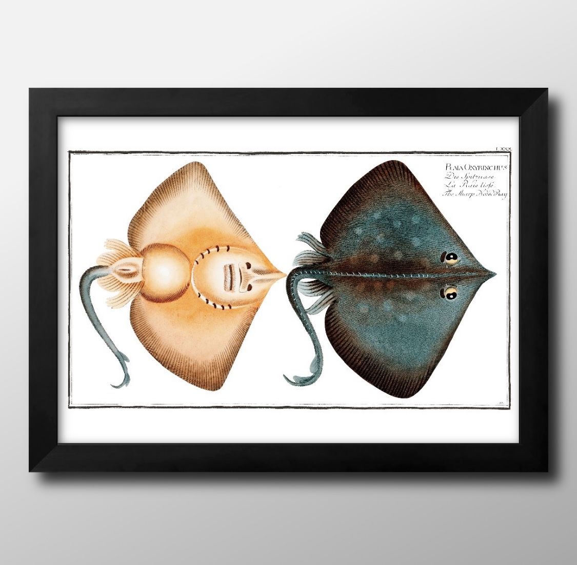 ʪ ӥơ饹 A3  ݥ    ƥꥢ ̲ 饹 ޥåȻ ä ȥѥͥ  ե졼 ǥ...