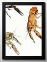 海洋生物 ビンテージイラスト A3 サイズ ポスター アート おしゃれ 絵画 インテリア 北欧 イラスト マット紙 艶消し アートパネル 額 フレーム デザイン 壁掛け ギフト 新築祝い ディスプレイ 速達 送料無料|詳細画像