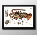 海洋生物 ビンテージイラスト A3 サイズ ポスター アート おしゃれ 絵画 インテリア 北欧 イラスト マット紙 艶消し アートパネル 額 フレーム デザイン...