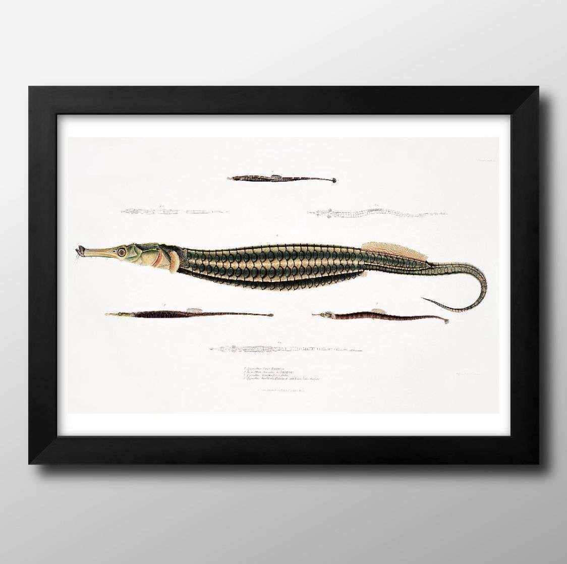 海洋生物 ビンテージイラスト A3 サイズ ポスター アート おしゃれ 絵画 インテリア 北欧 イラスト マット紙 艶消し アートパネル 額 フレーム デザイン...