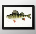 海洋生物 ビンテージイラスト A3 サイズ ポスター アート おしゃれ 絵画 インテリア 北欧 イラスト マット紙 艶消し アートパネル 額 フレーム デザイン...