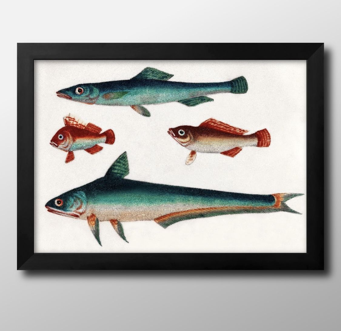 海洋生物 ビンテージイラスト A3 サイズ ポスター アート おしゃれ 絵画 インテリア 北欧 イラスト マット紙 艶消し アートパネル 額 フレーム デザイン...