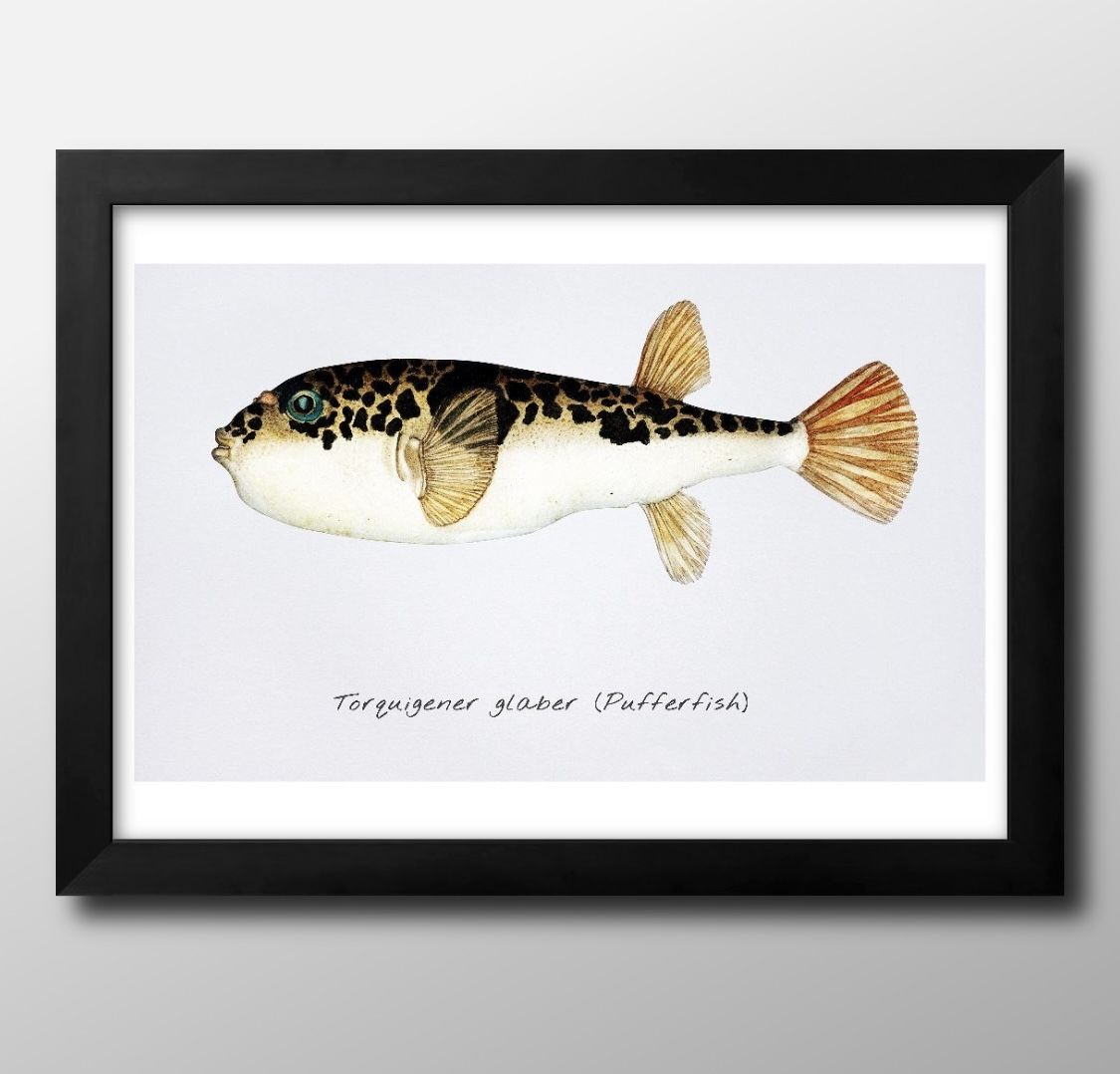 海洋生物 ビンテージイラスト A3 サイズ ポスター アート おしゃれ 絵画 インテリア 北欧 イラスト マット紙 艶消し アートパネル 額 フレーム デザイン...