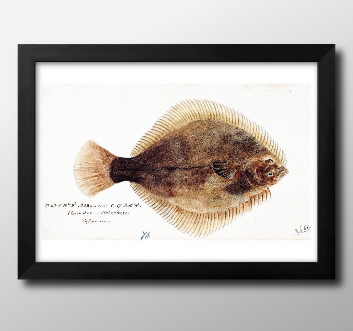 海洋生物 ビンテージイラスト A3 サイズ ポスター アート おしゃれ 絵画 インテリア 北欧 イラスト マ..