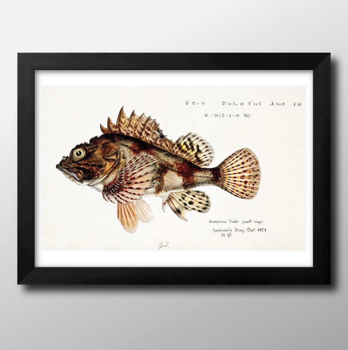 海洋生物 ビンテージイラスト A3 サイズ ポスター アート おしゃれ 絵画 インテリア 北欧 イラスト マット紙 艶消し アートパネル 額 フレーム デザイン...