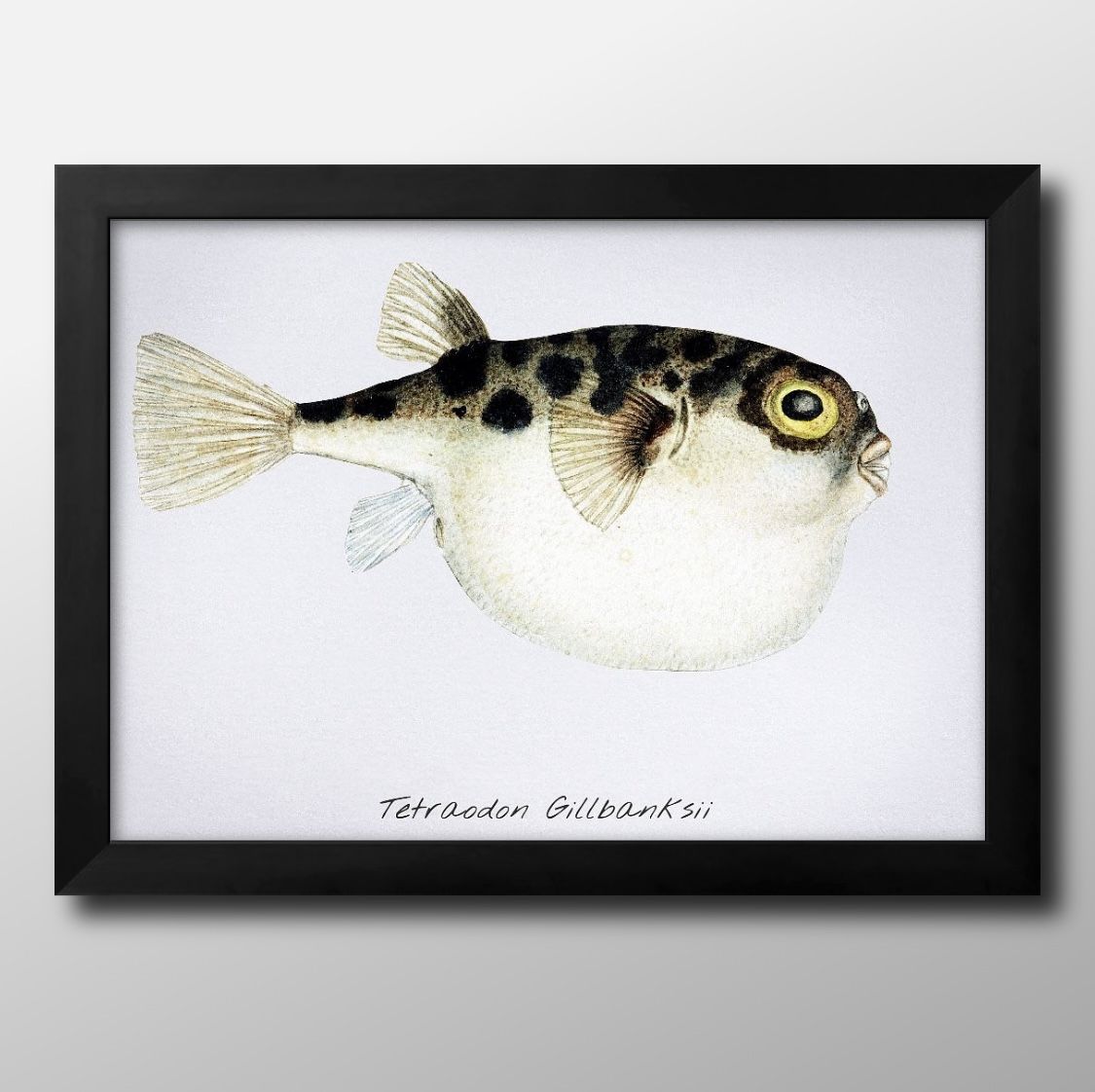 海洋生物 ビンテージイラスト A3 サイズ ポスター アート おしゃれ 絵画 インテリア 北欧 イラスト マット紙 艶消し アートパネル 額 フレーム デザイン...