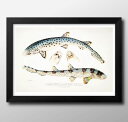 海洋生物 ビンテージイラスト A3 サイズ ポスター アート おしゃれ 絵画 インテリア 北欧 イラスト マット紙 艶消し アートパネル 額 フレーム デザイン...