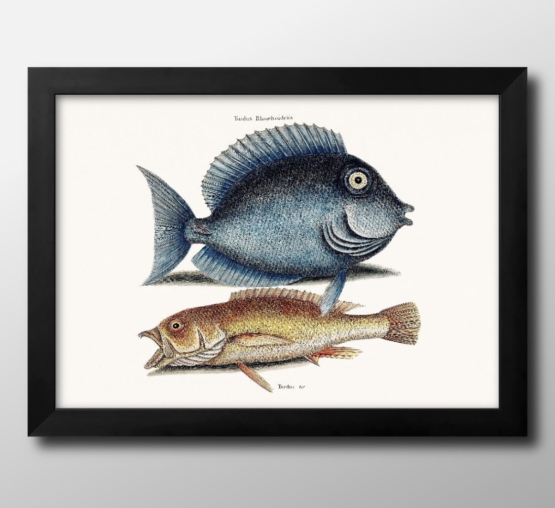 海洋生物 ビンテージイラスト A3 サイズ ポスター アート おしゃれ 絵画 インテリア 北欧 イラスト マット紙 艶消し アートパネル 額 フレーム デザイン...