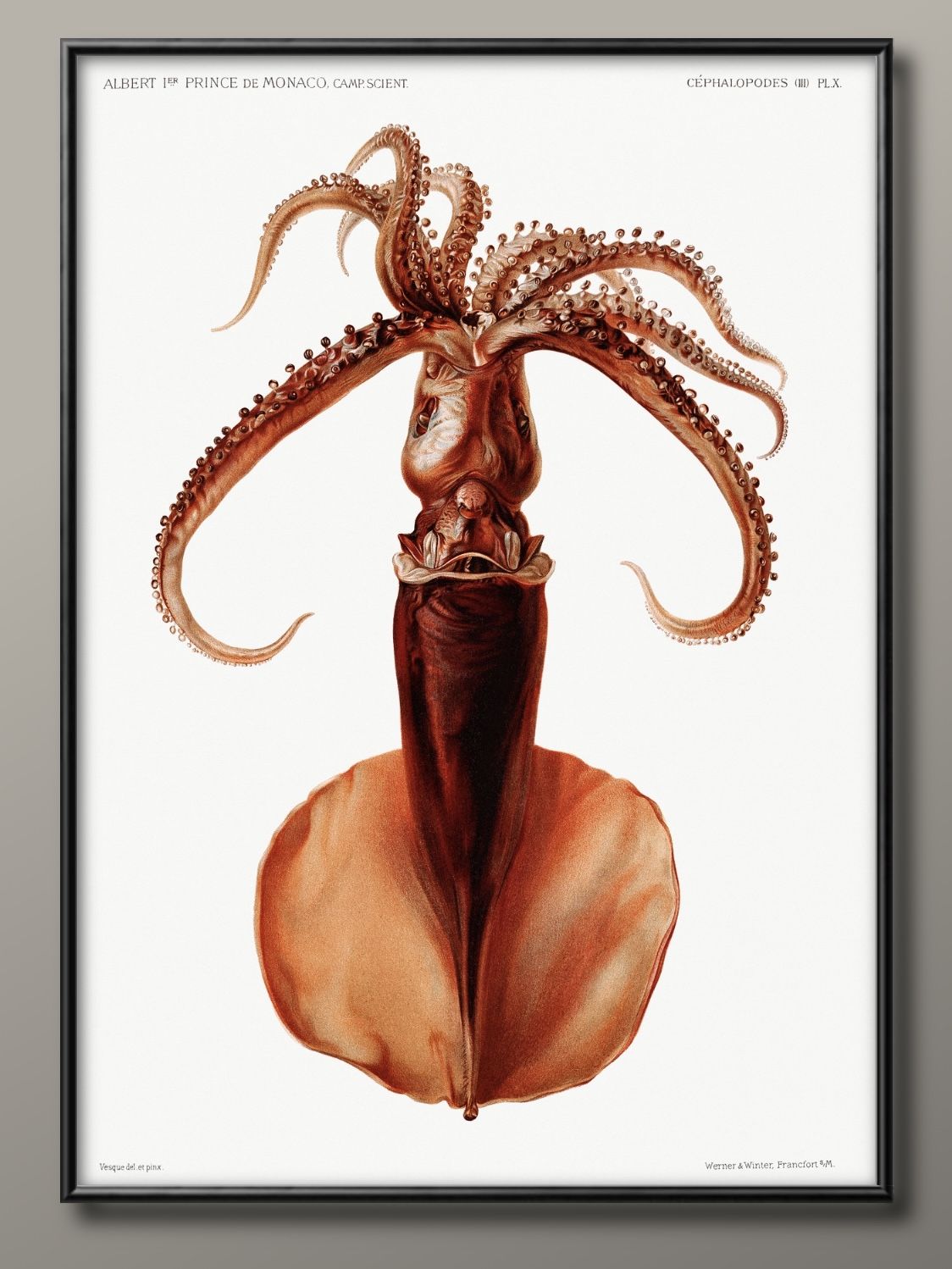 海洋生物 ビンテージイラスト A3 サイズ ポスター アート おしゃれ 絵画 インテリア 北欧 イラスト マット紙 艶消し アートパネル 額 フレーム デザイン...