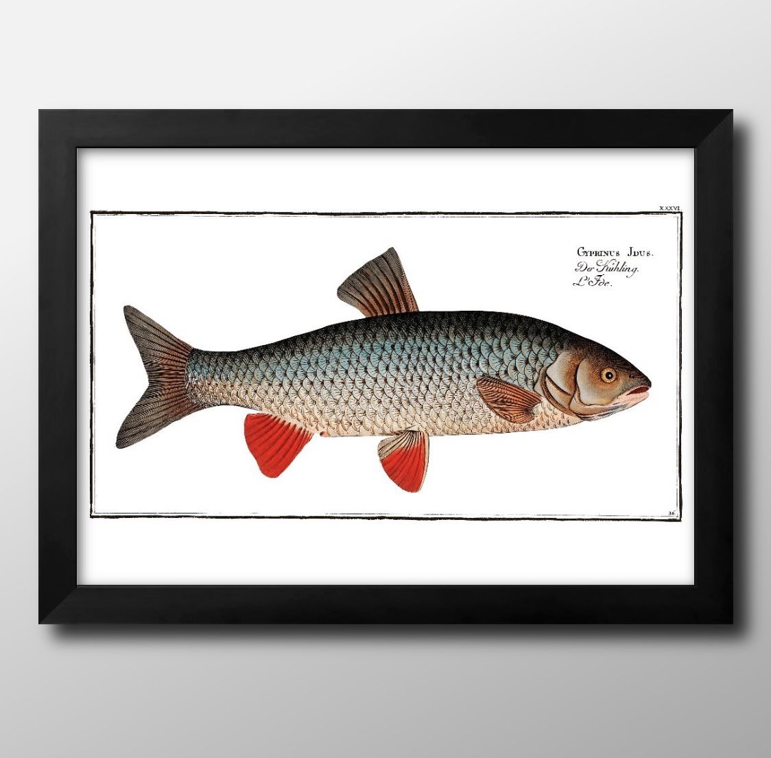 海洋生物 ビンテージイラスト A3 サイズ ポスター アート おしゃれ 絵画 インテリア 北欧 イラスト マット紙 艶消し アートパネル 額 フレーム デザイン 壁掛け ギフト 新築祝い ディスプレイ 速達 送料無料