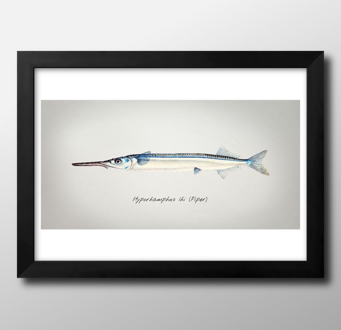 海洋生物 ビンテージイラスト A3 サイズ ポスター アート おしゃれ 絵画 インテリア 北欧 イラスト マット紙 艶消し アートパネル 額 フレーム デザイン...