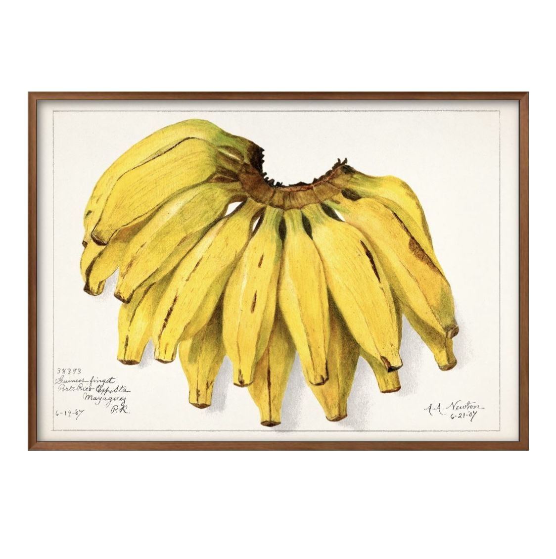 フルーツ バナナ ビンテージイラスト A3 サイズ ポスター アート おしゃれ 絵画 インテリア 北欧 イラ..