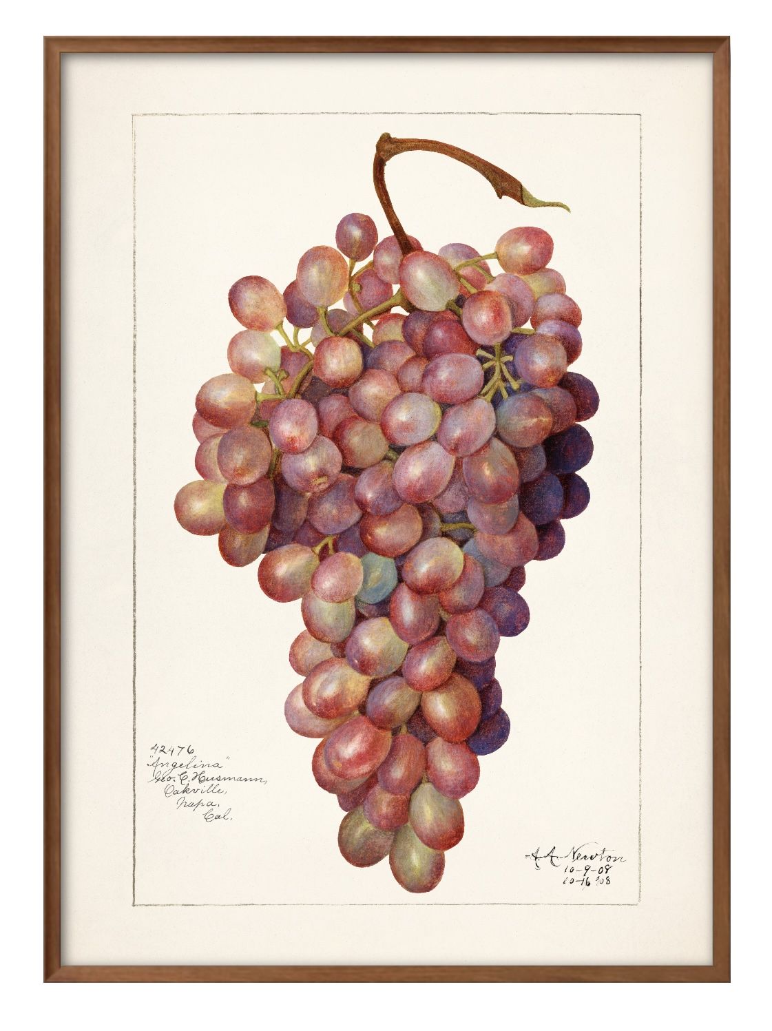 フルーツ ビンテージイラスト A3 サイズ ポスター アート おしゃれ 絵画 インテリア 北欧 イラスト マット紙 艶消し アートパネル 額 フレーム デザイン...