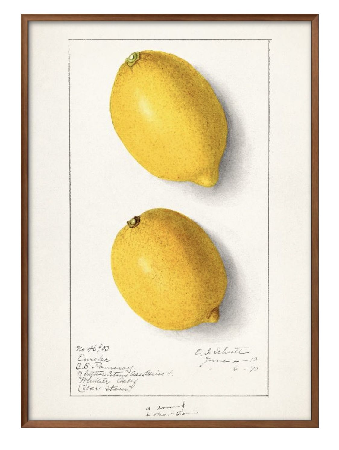 フルーツ レモン ビンテージイラスト A3 サイズ ポスター アート おしゃれ 絵画 インテリア 北欧 イラスト マット紙 艶消し アートパネル 額 フレーム ...