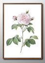 ボタニカル 植物 花 フラワー A3 サイズ ポスター アート おしゃれ 絵画 インテリア 北欧 イラスト マット紙 艶消し アートパネル 額 フレーム デザイ...