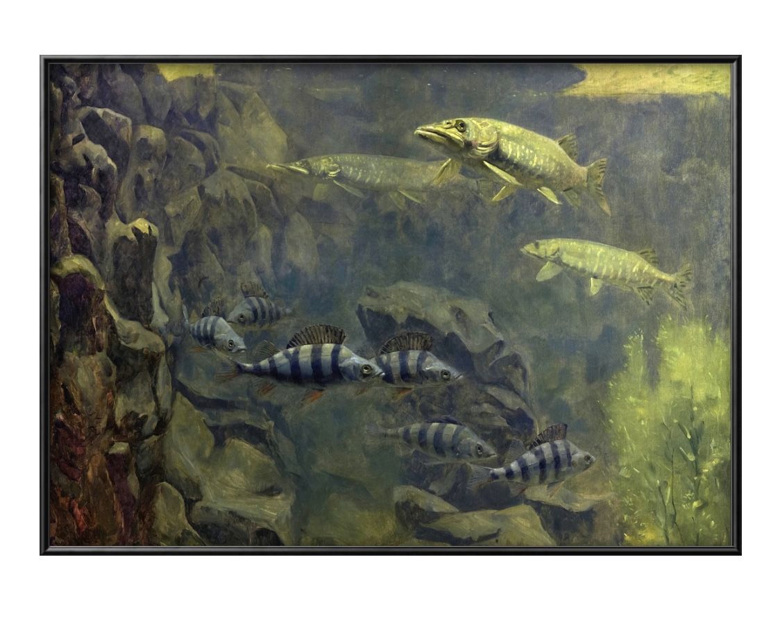 ゲリット ウィレム ディッセルホフ 水族館のパイクとパーチ A3 サイズ ポスター アート おしゃれ 絵画 インテリア 北欧 イラスト マット紙 艶消し アート...