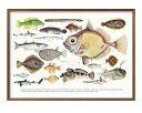 海洋生物 A3 サイズ ポスター アート おしゃれ 絵画 インテリア 北欧 イラスト マット紙 艶消し アートパネル 額 フレーム デザイン 壁掛け ギフト 新築祝い ディスプレイ 速達 送料無料|詳細画像
