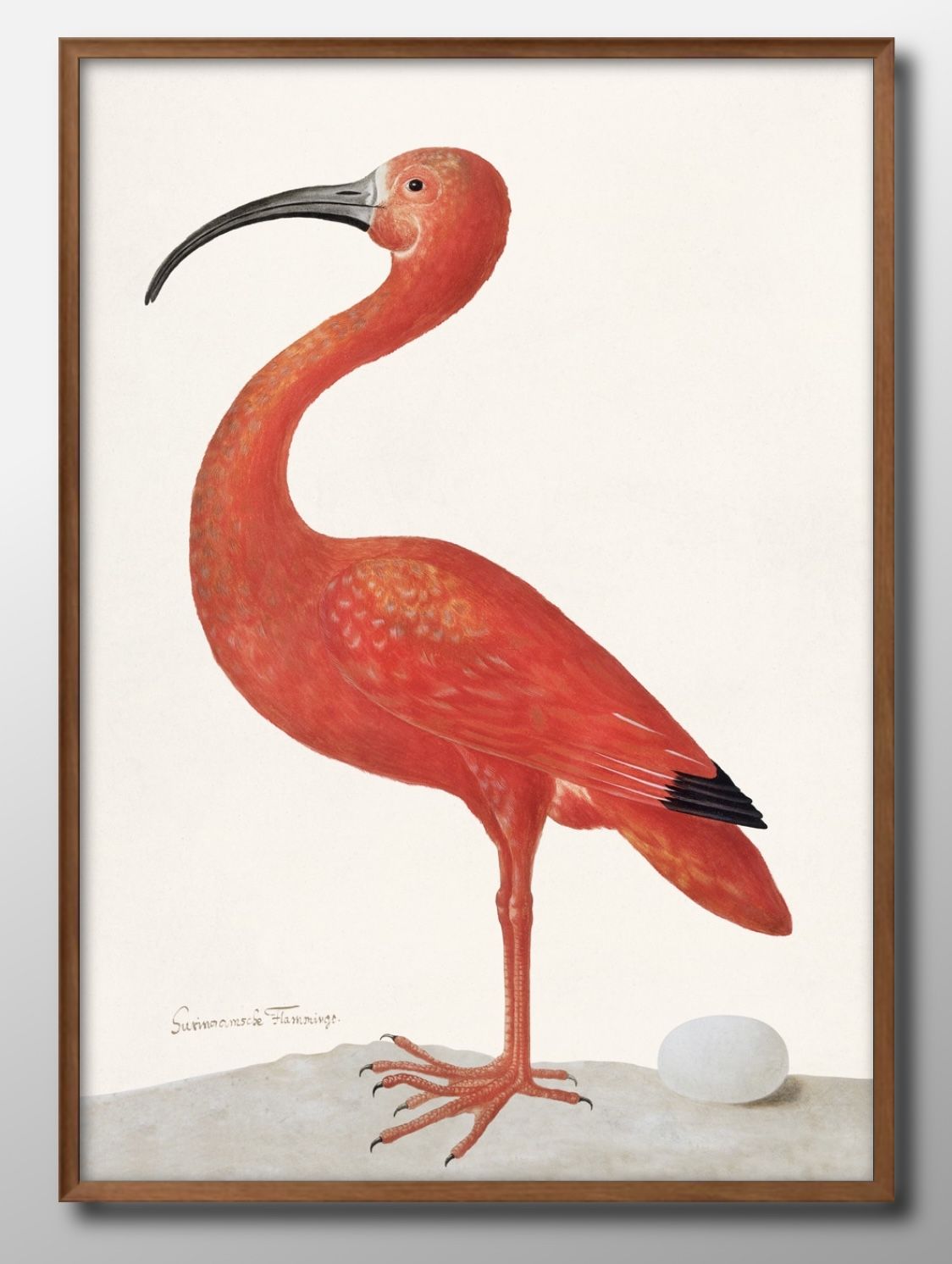 赤い鳥 卵 ビンテージイラスト A3 サイズ ポスター アート おしゃれ 絵画 インテリア 北欧 イラスト マット紙 艶消し アートパネル 額 フレーム デザイン 壁掛け ギフト 新築祝い ディスプレイ 速達 送料無料(3)