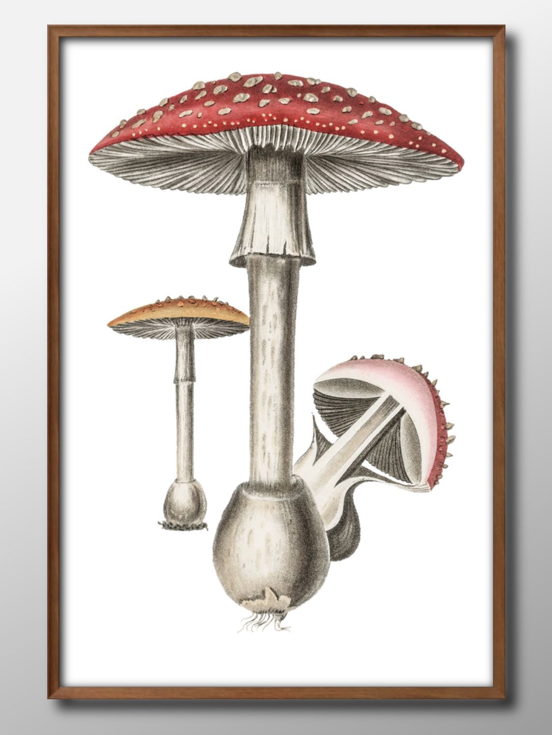キノコ 図鑑 A3 サイズ ポスター アート おしゃれ 絵画 インテリア 北欧 イラスト マット紙 艶消し アートパネル 額 フレーム デザイン 壁掛け ギフト...