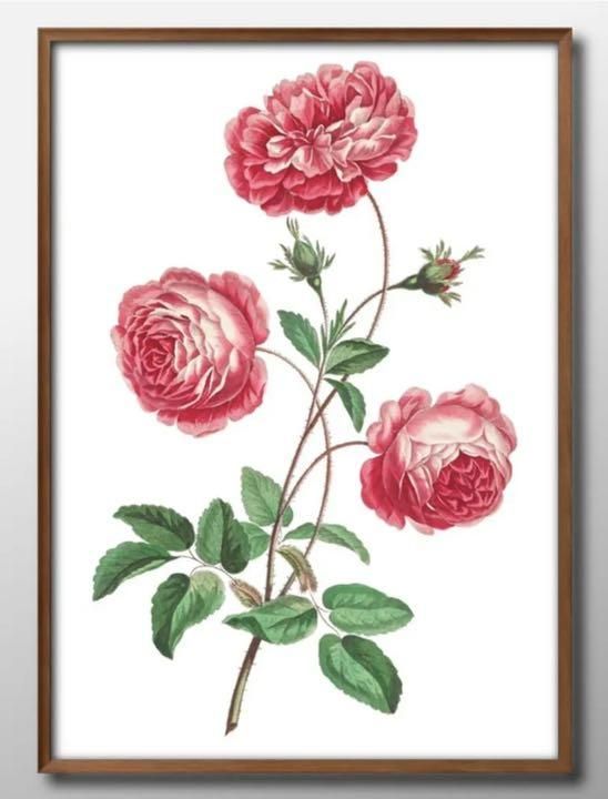 ビンテージイラスト フラワー 花 ボタニカル A3 サイズ ポスター アート おしゃれ 絵画 インテリア 北欧 イラスト マット紙 艶消し アートパネル 額 フ...