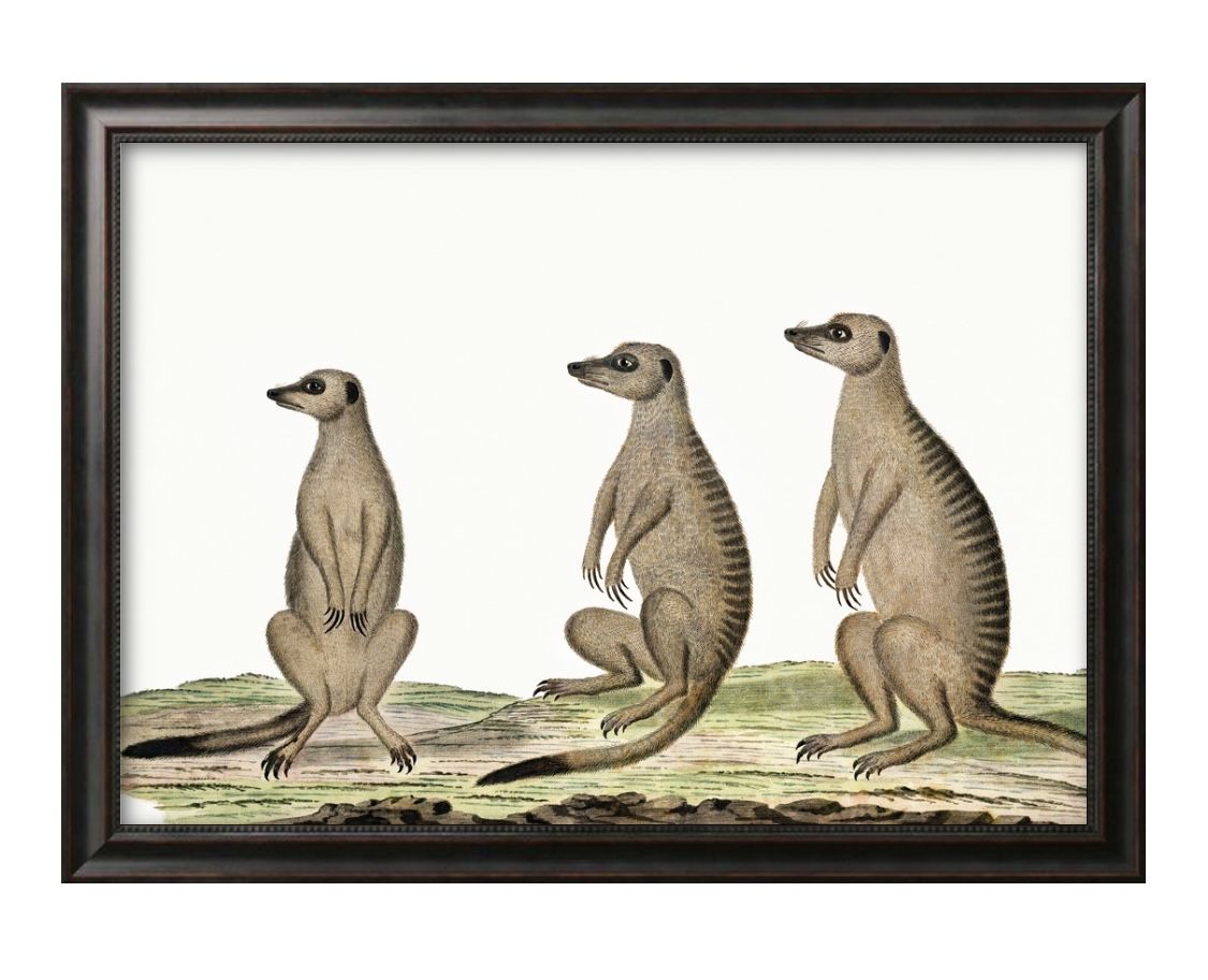 ミーアキャット ビンテージイラスト A3 サイズ ポスター アート おしゃれ 絵画 インテリア 北欧 イラスト マット紙 艶消し アートパネル 額 フレーム デ...