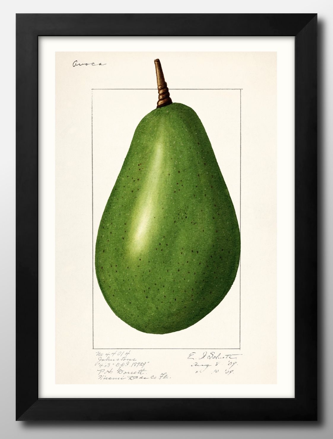 ӥơ Avocado ܥ A3  ݥ    ƥꥢ ̲ 饹 ޥåȻ ä ȥѥͥ  ե졼 ...