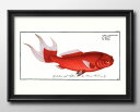 金魚 ビンテージイラスト A3 サイズ ポスター アート おしゃれ 絵画 インテリア 北欧 イラスト マット紙 艶消し アートパネル 額 フレーム デザイン 壁掛け ギフト 新築祝い ディスプレイ 速達 送料無料
