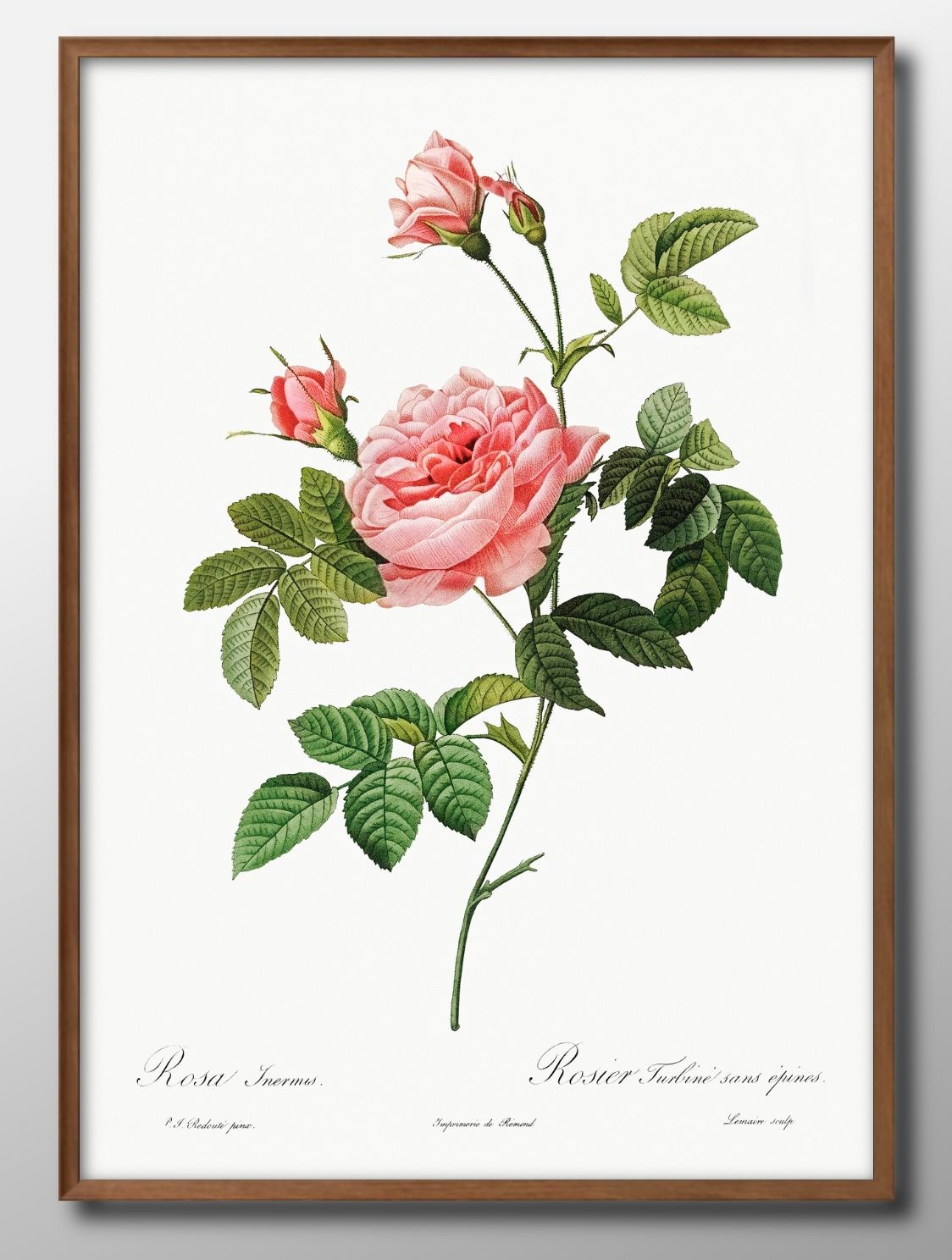 花 フラワー ビンテージイラスト A3 サイズ ポスター アート おしゃれ 絵画 インテリア 北欧 イラスト マット紙 艶消し アートパネル 額 フレーム デザ...