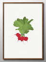レッドラディッシュ 野菜 A3 サイズ ポスター アート おしゃれ 絵画 インテリア 北欧 イラスト マット紙 艶消し アートパネル 額 フレーム デザイン 壁...